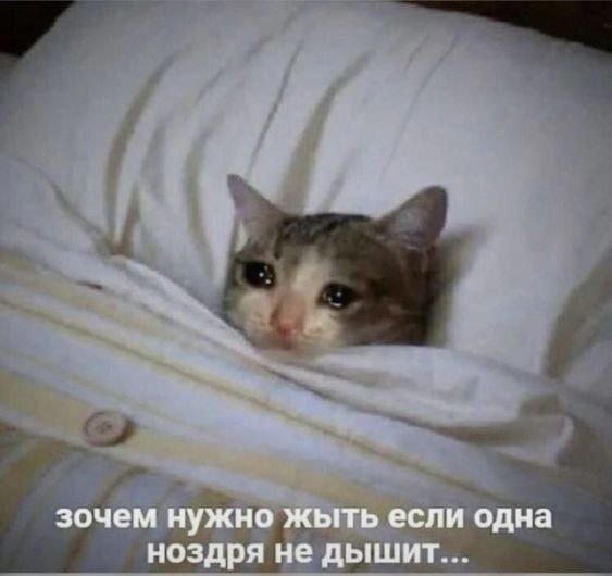 Дички к среде