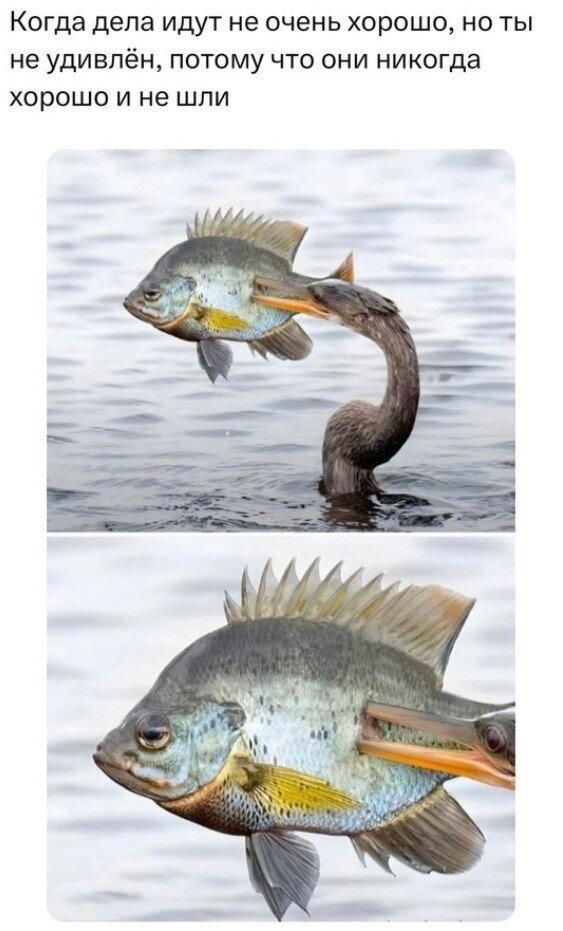 Четвердич