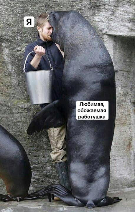 Четверх дичко