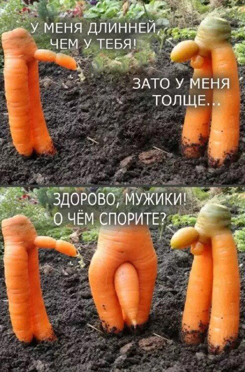 Четверх дичко