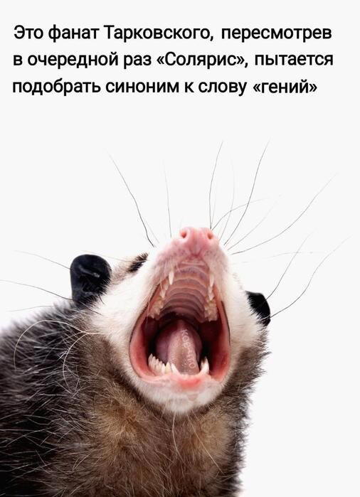 Четверх дичко