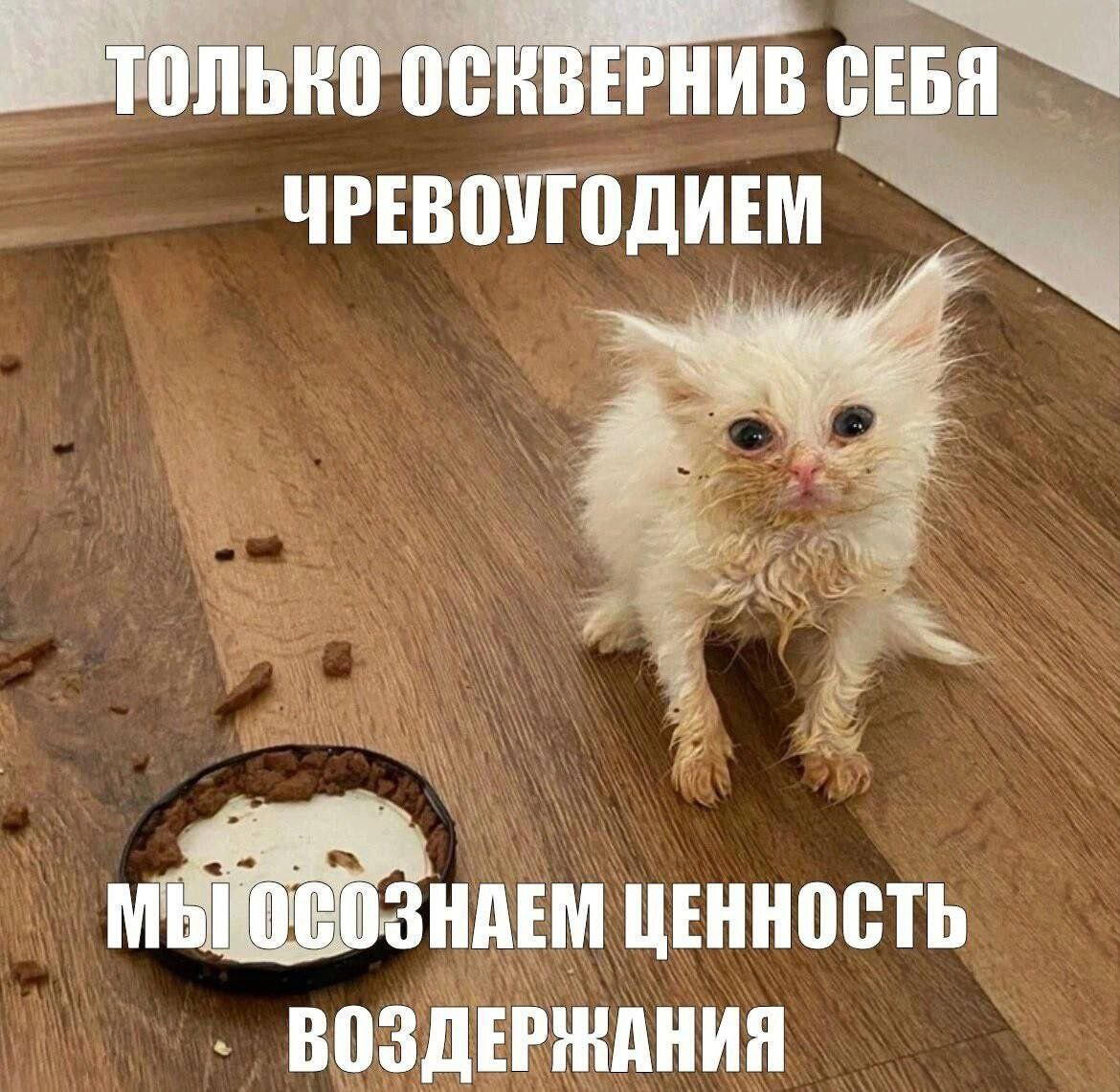 Четверх дичко