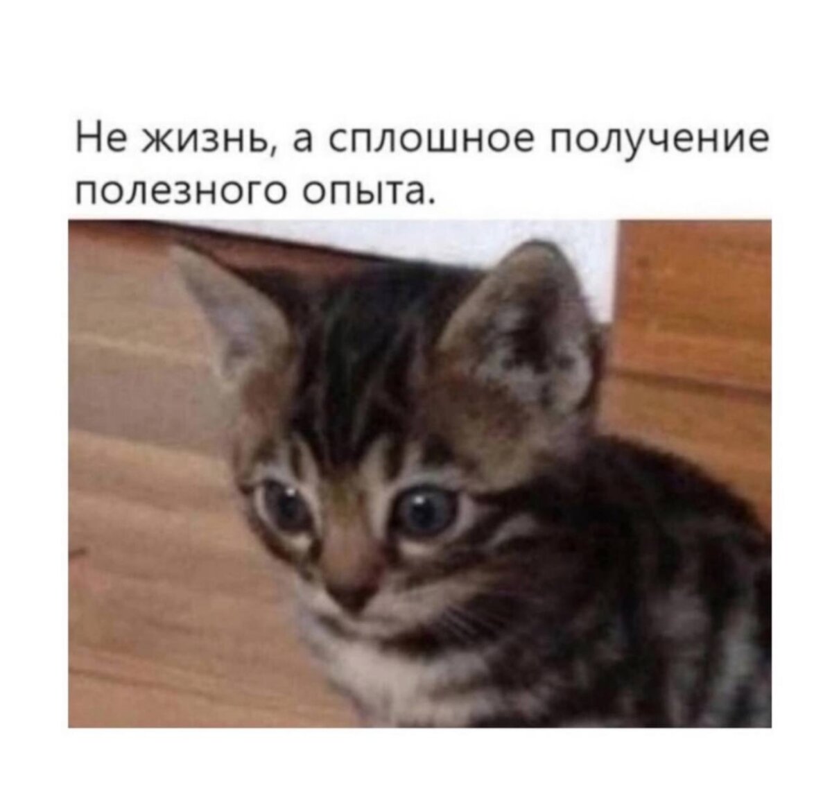 Четверх дичко