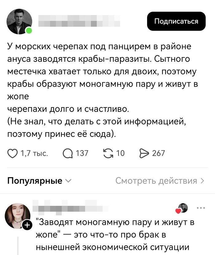 Четверх дичко