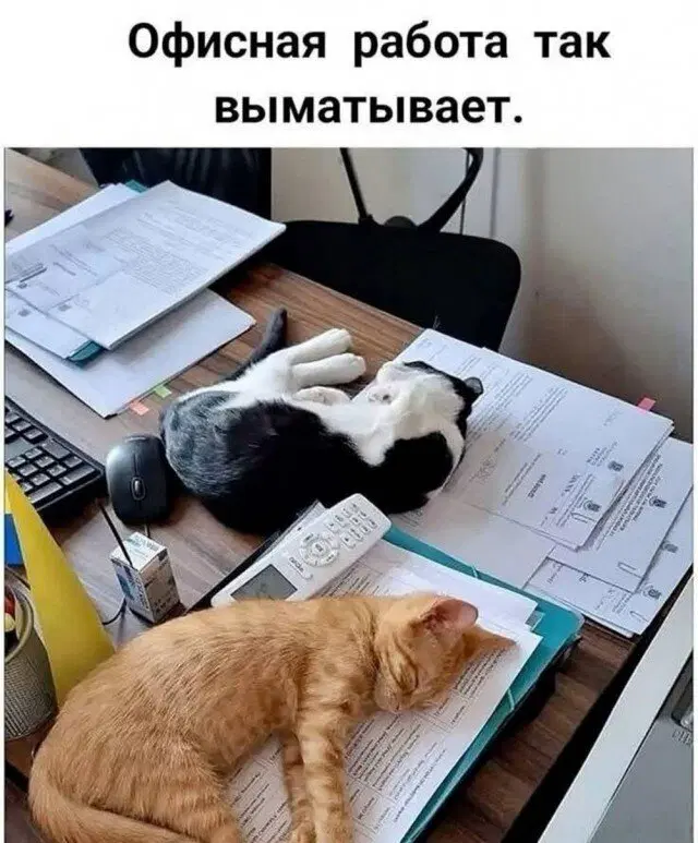 Дичка тихая