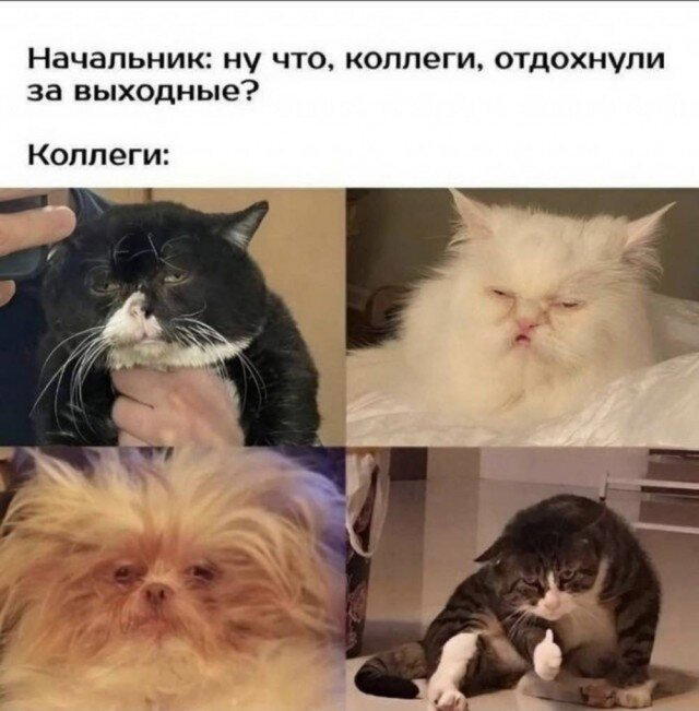 Дичка тихая