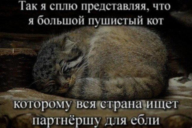 Дичка тихая