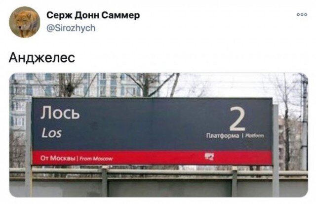Дичка тихая