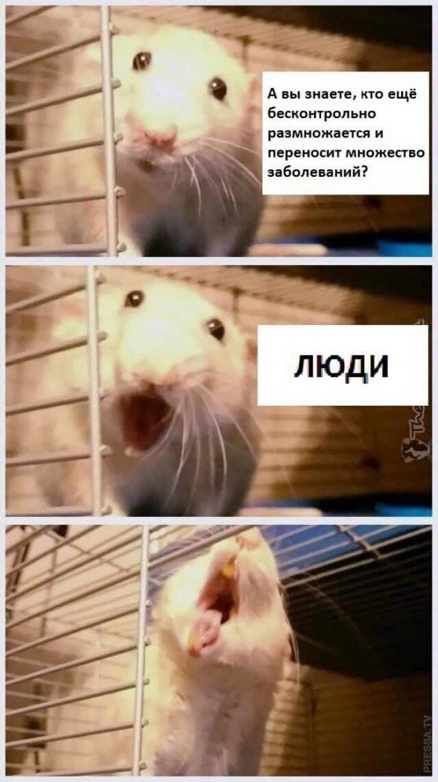 Дичка тихая
