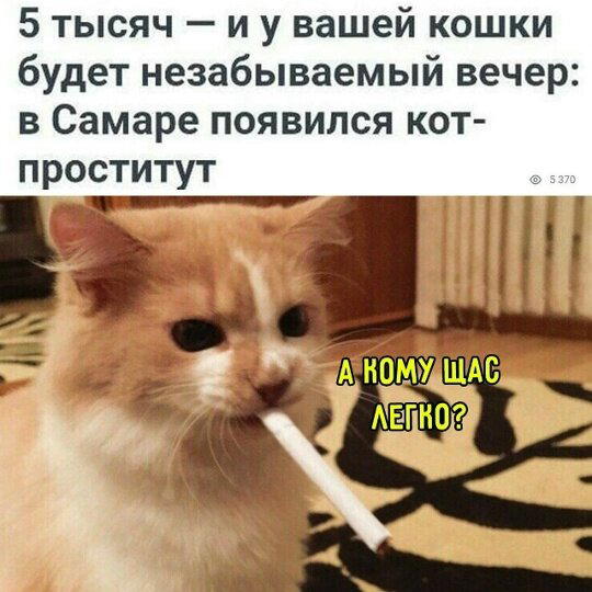 Дичка тихая
