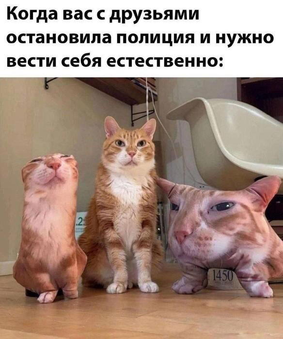 Дичка среда это маленькая четвердичка