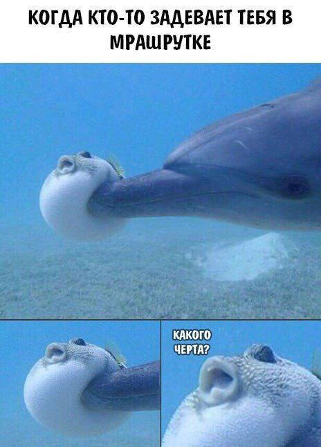 Субботняя дичка раняя