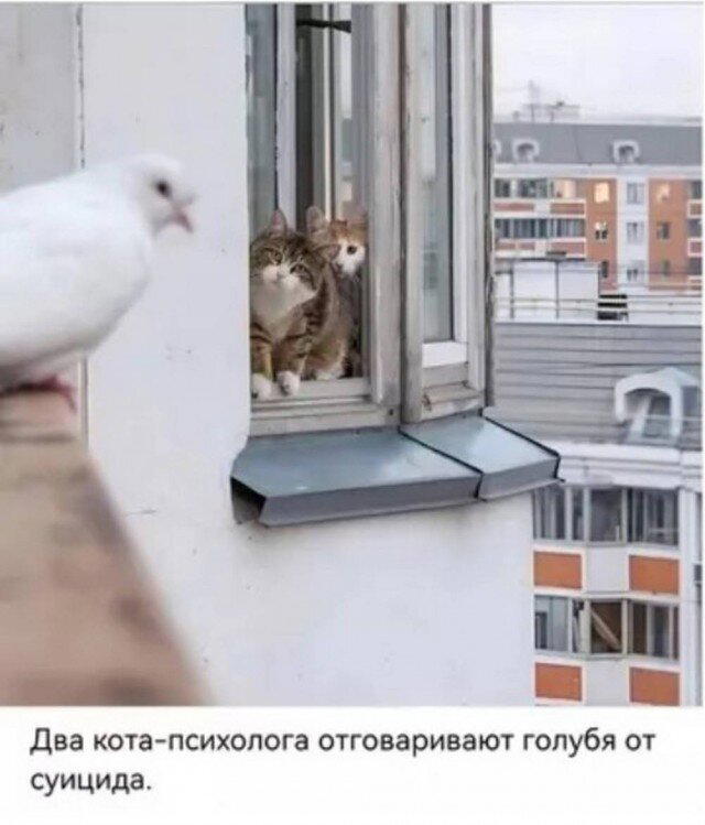 Психолухи