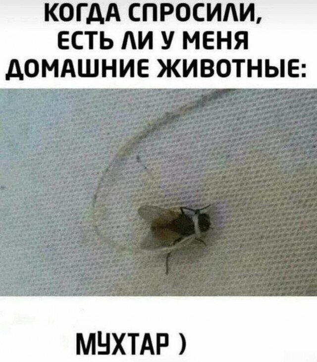 Проснитесь утром с улыбкой от старой дички