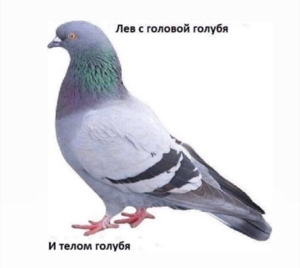 На ночь глядя дички Надя