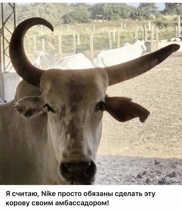 На ночь глядя дички Надя