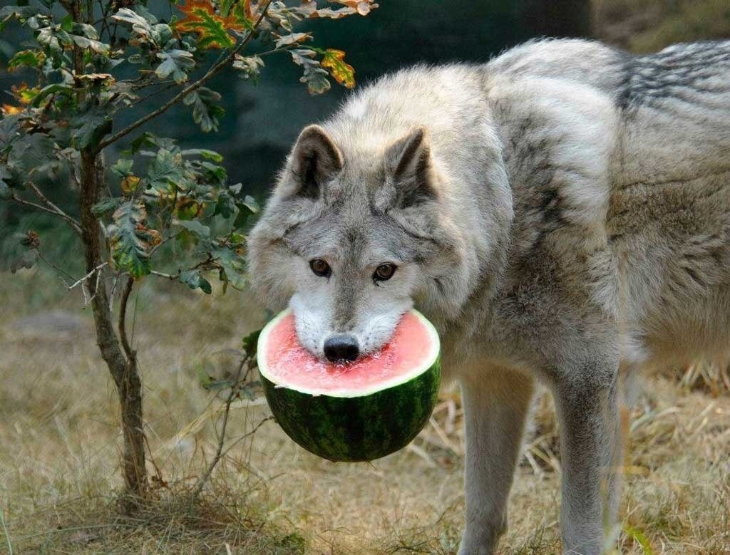 Сегодня мы будем выяснять кто самый мясоедский мясоед. И начнём мы, конечно, с оленей.