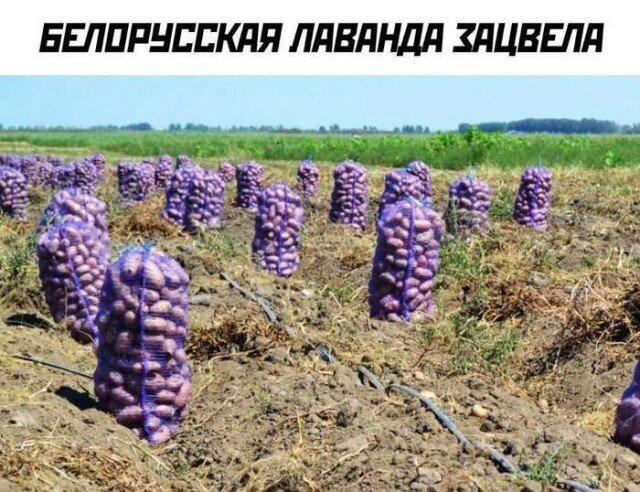 Дичка исправленная верная