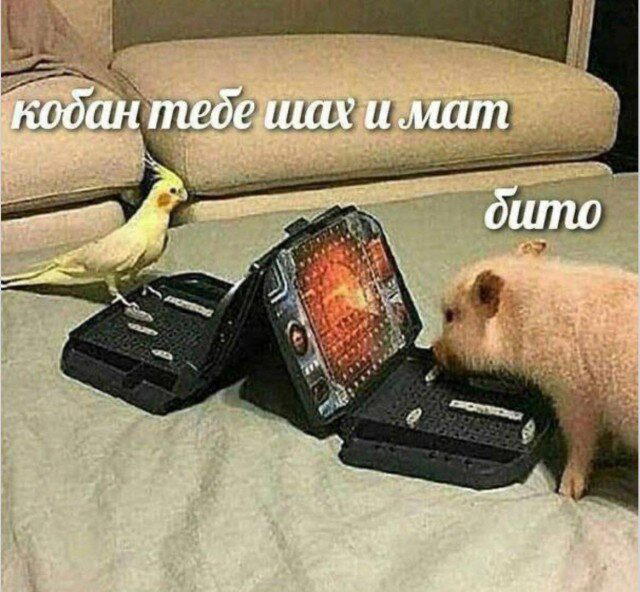 Дичка исправленная верная