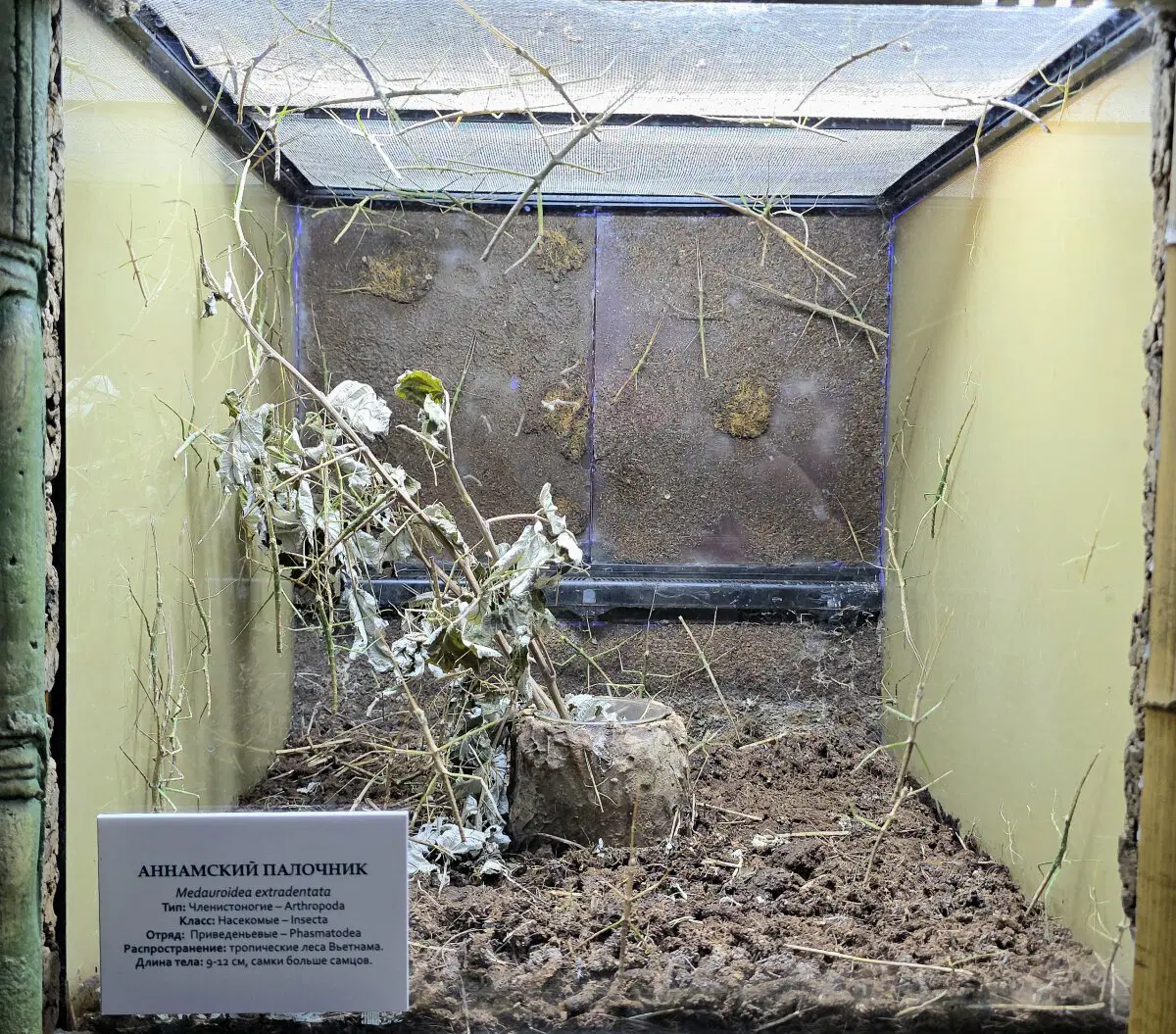 Палочник