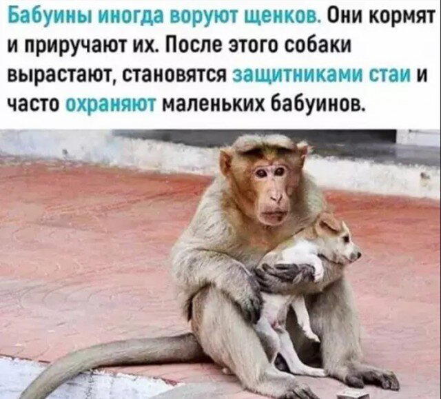 А не долбануть ли нам дички?