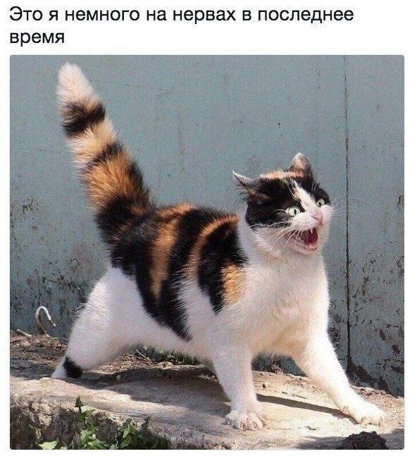 Дидидичко