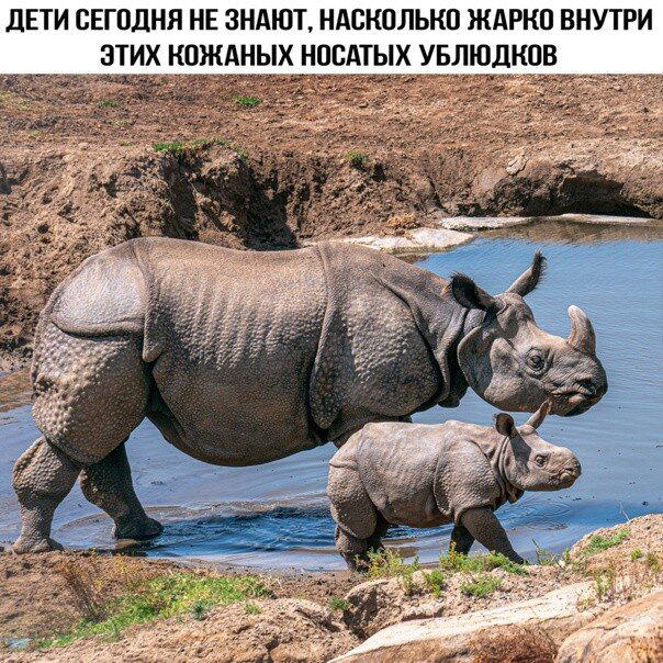 Дичка по закусь кусь