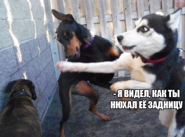 Дички дичной