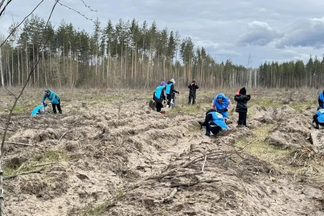 Появится новый лес в Тамбовской области.