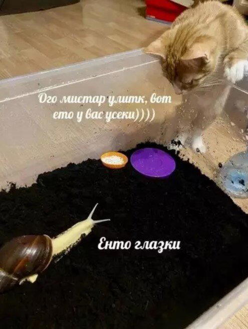 Дички в 4х дневную неделю