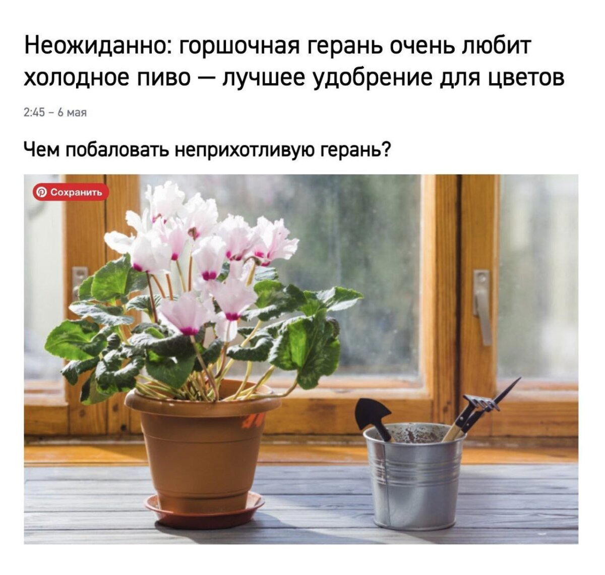 Дички на утро радости в среду