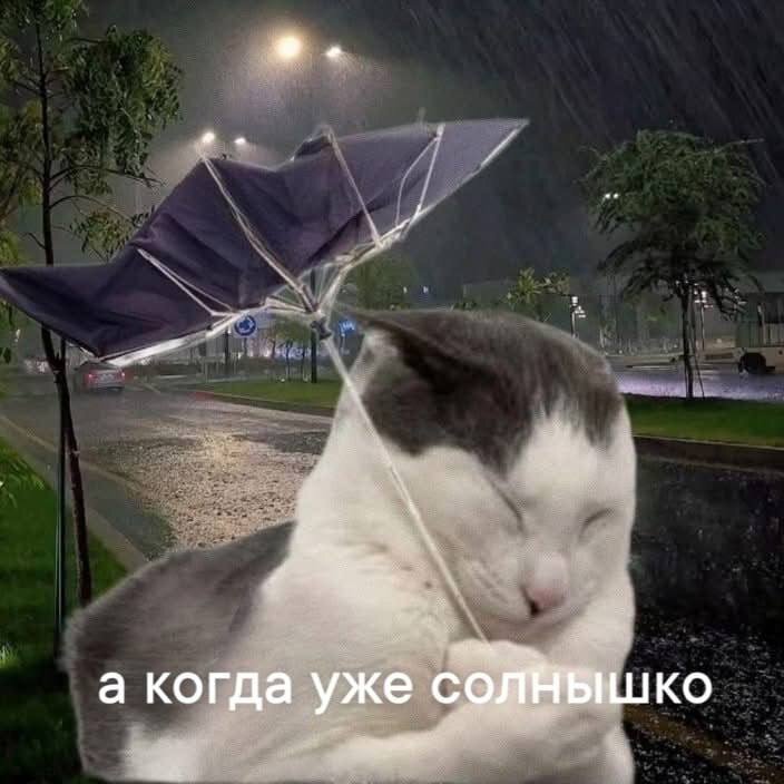 Дички на утро радости в среду
