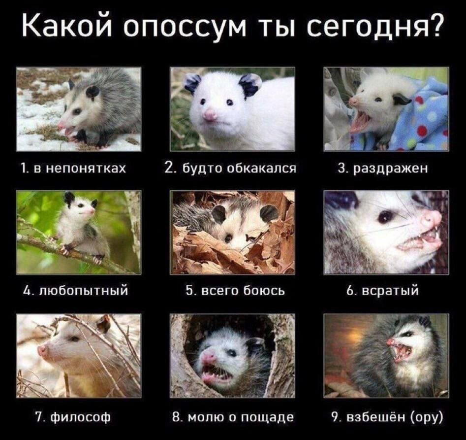 Без дички не растут синички