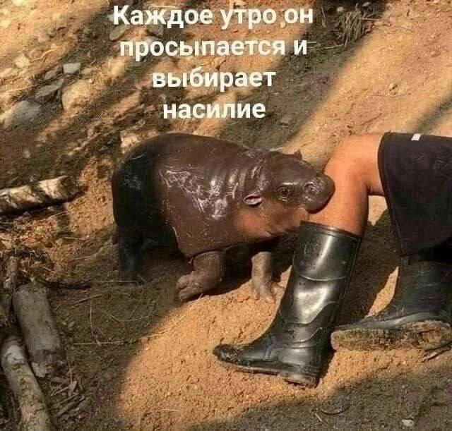 Дички как радости с кислым вкусом