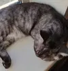 Месье Барс помогает - спит и не мешает :)