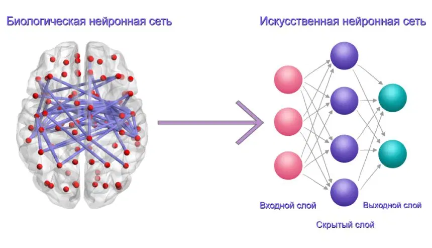 Примитивное сравнение мозга и нейронки, не передающее суть.