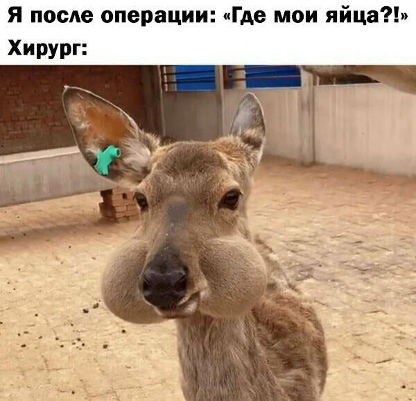 Дичкина дичка