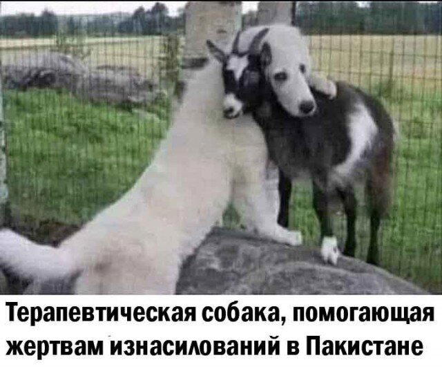 Дичкина дичка