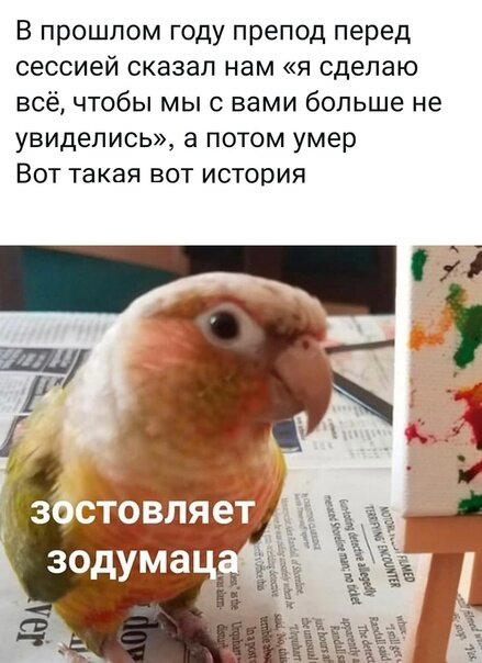 Дичи в светлое утро хоть и на ночь