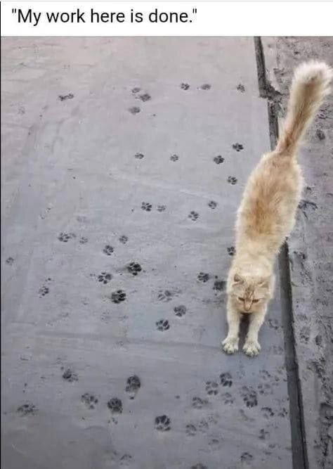Дичи в светлое утро хоть и на ночь