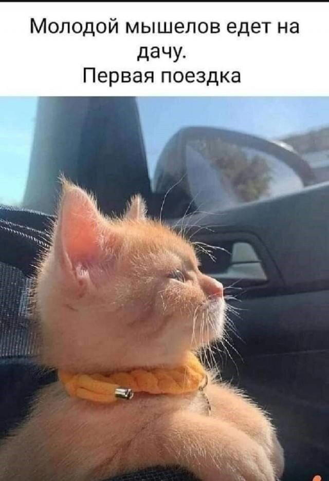 Дичи в светлое утро хоть и на ночь