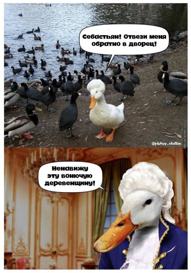 Дички в май принимай