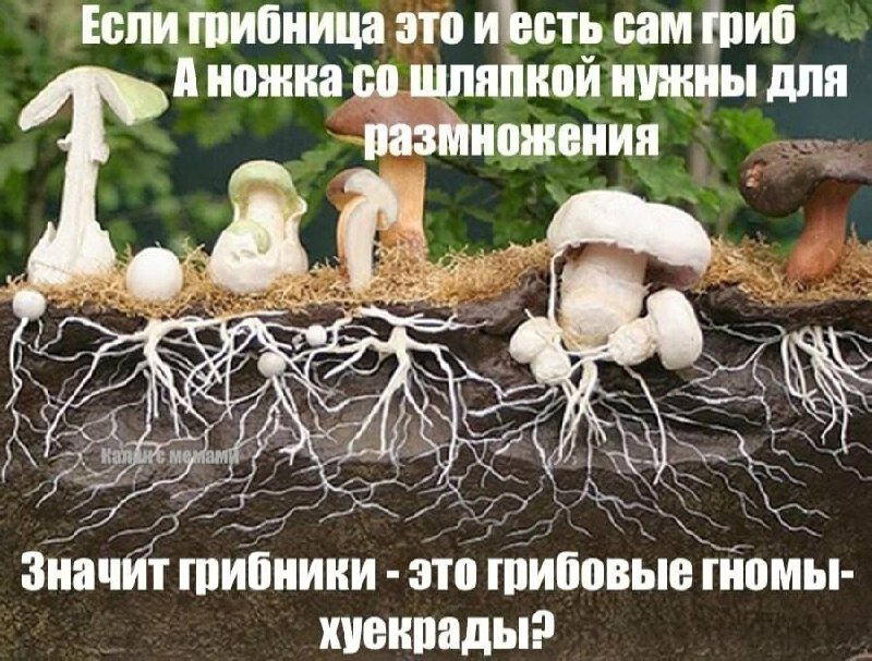 Дички в ночь завтра же командировка