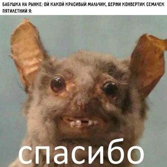 Дички в утро догоняйка