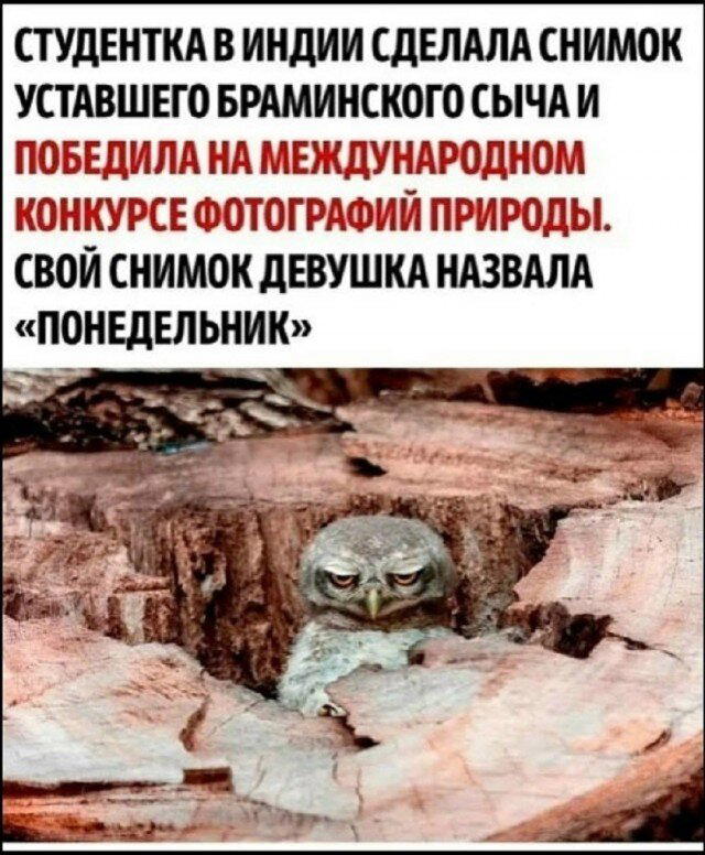 Дичкина радость, дичкина сладость