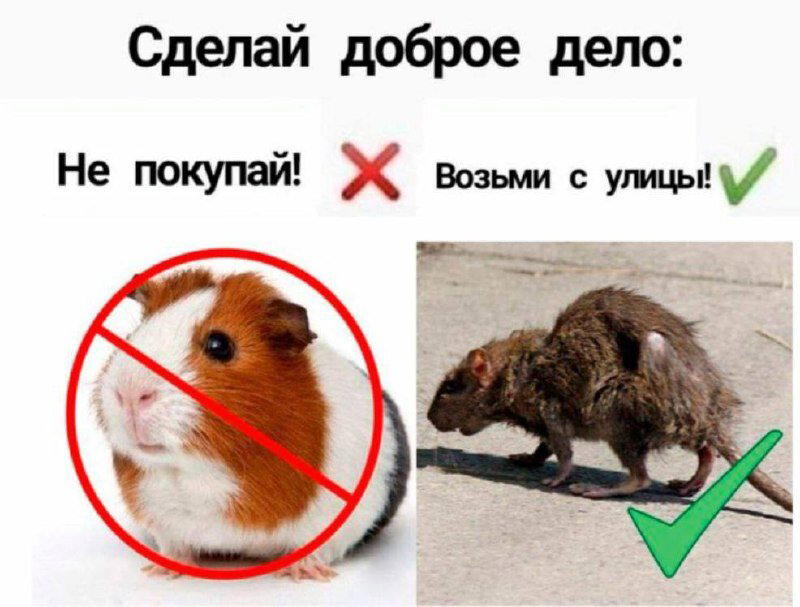 Дичи личного дня!