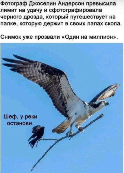 Дичи личного дня!