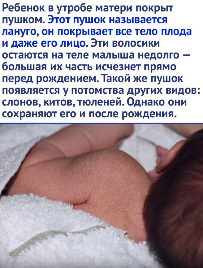 Дичку и на завтра тоже сразу загрузим