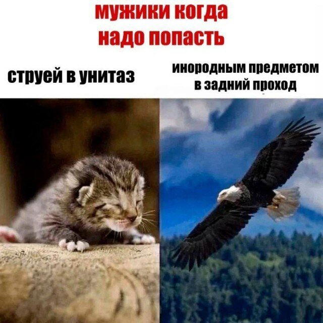 Дичку и на завтра тоже сразу загрузим