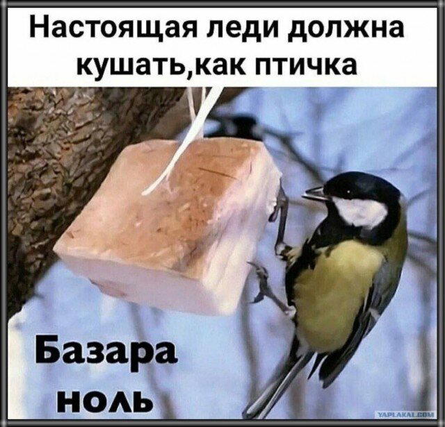 Дичкиного дня всем от меня